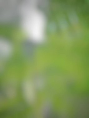 Yeşil yapraklı bulanık arkaplan, bulanık arkaplan