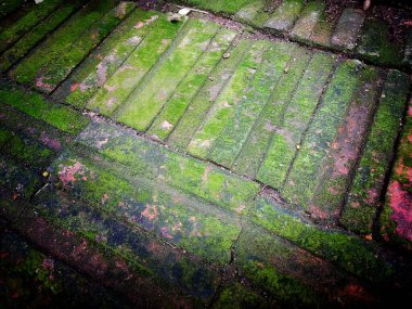 Yosun dolu eski ahşap arka plan