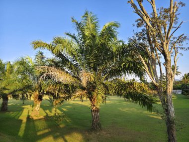 Parktaki güzel tropikal palmiye ağaçları