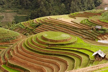 Haziran 'da Kuzey Vietnam' da Rize
