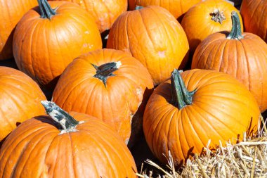 Sonbaharda çiftçi pazarındaki bir tarladaki bir grup balkabağının ayrıntıları.