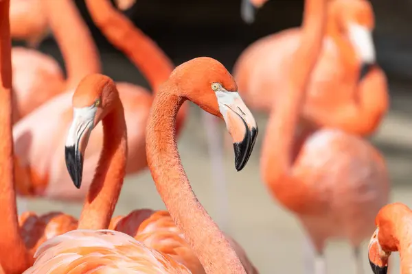 Pink flamingo close-up in profile