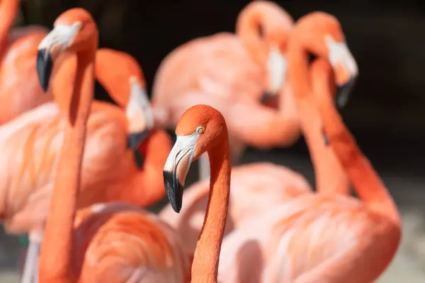 Close-up of a small flock of pink flamingos