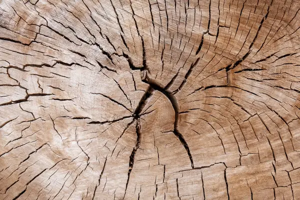 Cross section of a tree trunk with cracked wood and rings