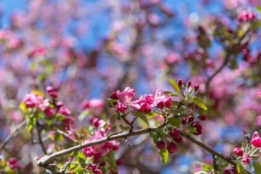 Bir daldaki kiraz çiçeklerinin yakın plan ayrıntıları. Güneşli bir bahar gününde, sığ bir odak, bokeh arkaplan ve parlak mavi gökyüzü ile bir kiraz ağacı pembe çiçeklere dönüşür..