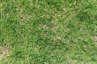 Yeşil çimlerin en ince ayrıntısına kadar. Orta ve açık yeşil renkli bir çimen arkaplan ve güneş ışığı dokusu.