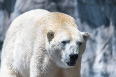 Polar Bear walking with the sun shining clipart