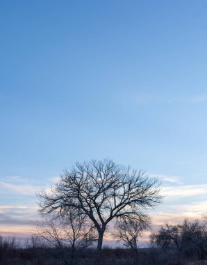 Kışın günbatımından hemen sonra, masmavi bir gökyüzüne karşı siluette yapraksız bir ağaç..