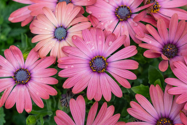 Прикройте детали розовыми цветками с росой на лепестках и зеленым фоном.