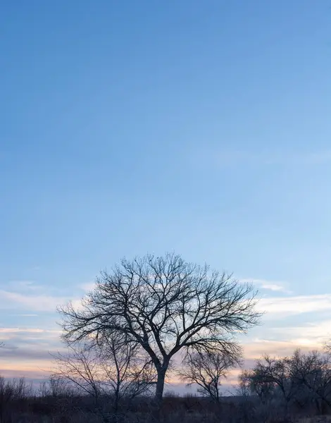 Kışın günbatımından hemen sonra, masmavi bir gökyüzüne karşı siluette yapraksız bir ağaç..