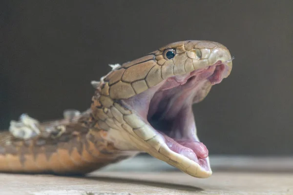 A King Cobra with open mouth adjusts its jaw after shedding its skin. A few flakes of shed skin still cling to the snakes body.