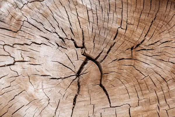 A close view of a cut tree trunk. Deep cracks and faint tree rings spread out from the center of the trunk.