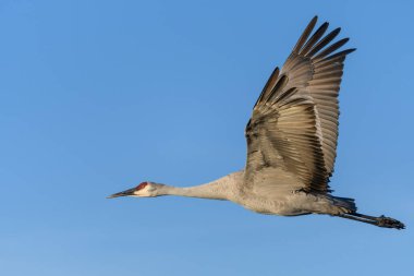 Yalnız bir Sandhill Turnası profilden uçuyor, kanatlarını tamamen açıp kalkıyor, arka planda saf mavi bir gökyüzü ile sıcak güneş ışığında aydınlanıyor..