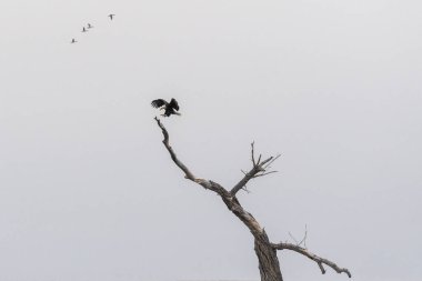 Çorak bir ağacın tepesine inen kel bir kartal, bir dalı tutmak için uzanan pençeler, kışın bulutlu bir günde.