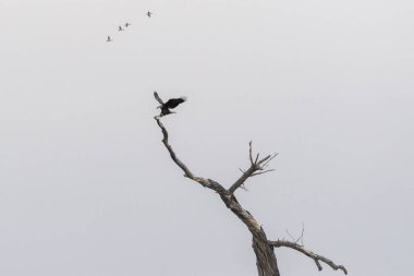 Kel Kartal, kışın bulutlu bir günde, bir dalı yakalamak için uzanan kanatları ve pençeleri olan çorak bir ağacın tepesine iniyor..