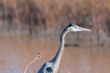 Uzun boynu olan bir Büyük Mavi Balıkçıl kış göçü sırasında nehir kıyısında tetikte durur..