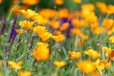 Güneşli bir günde gelinciklerin ve diğer kır çiçeklerinin arasındaki portakal gelinciklerinin ayrıntıları.