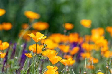 Güneşli bir günde, bokeh arka planlı bir gelincik tarlasının ortasında portakal gelinciği çiçeğini kapat..