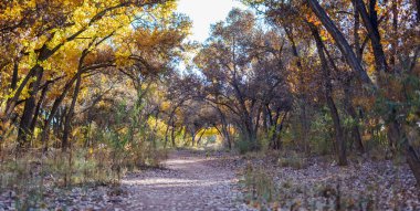 Sonbaharda renkli yapraklardan oluşan güzel bir orman..