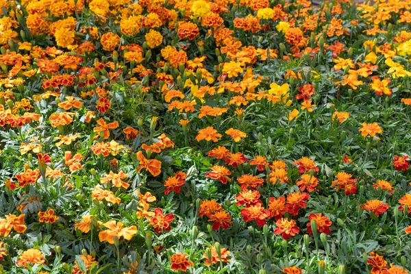 a close up of a field of marigold flowers.