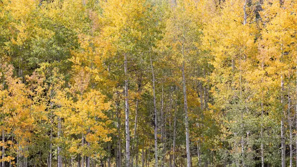 Güney Colorado 'da sonbaharda yaprakları değişen bir Aspen korusu..