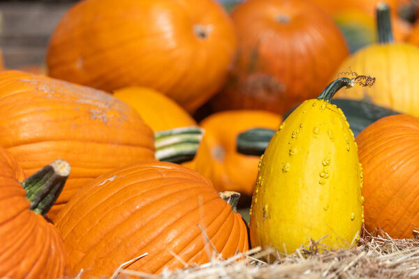 Detail of pumpkins and gourds at a farmer's market in autumn.