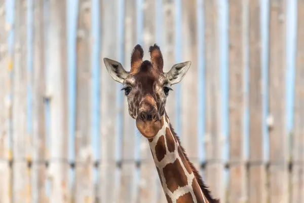 An adult giraffe turns its head and looks directly into the camera at the Rio Grande Zoo in Albuquerque, New Mexico.