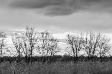 Bulutlu bir arkaplanda ağaçların gri tonlu görüntüsü.