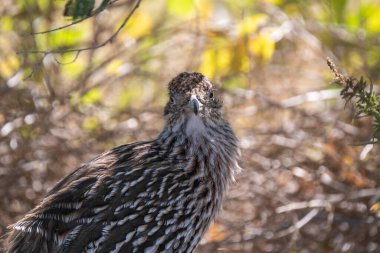 Çalılığın gölgesinde oturan bir yol koşucusu doğrudan kameraya bakar..