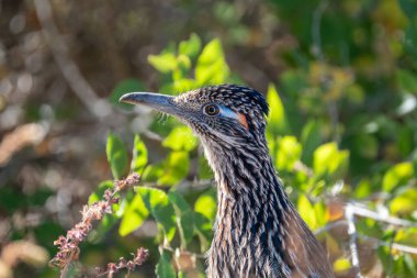 Portrait of a Greater Roadrunner standing in profile among green plants, with a clear view of the blue and orange accents near the birds eye. clipart