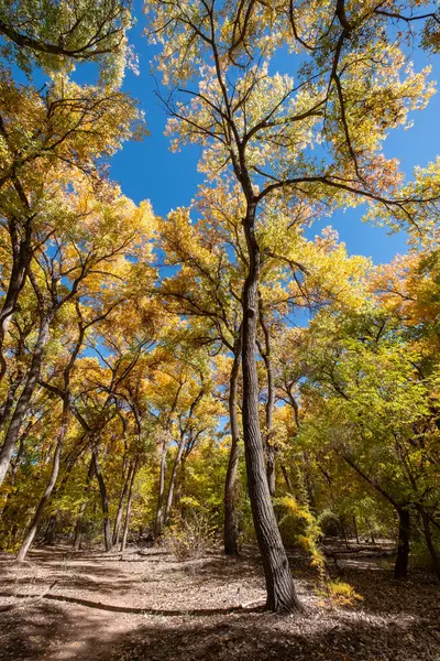 A thicket of cottonwood trees in mid-autumn. The leaves of the trees are still turning from green to yellow, providing a multicolored canopy overhead.