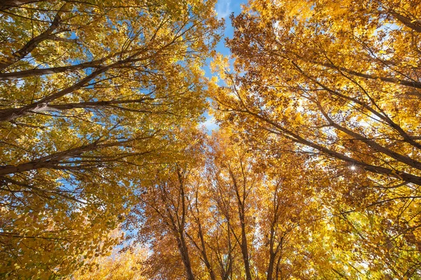 Looking up at tall trees in a forest in autumn, featuring a canopy of golden leaves that cover the blue sky.