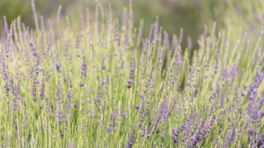 Sıcak renk tonlu güzel bir lavanta tarlasının ayrıntıları. Yalnız bir bal arısı ön plandaki çiçeklerden nektar toplar..