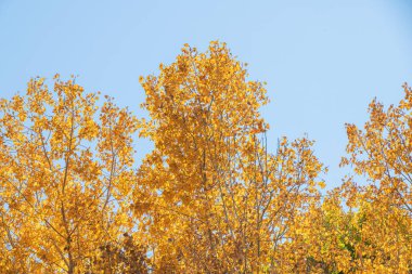 Sonbaharda açık mavi gökyüzüne karşı altın sarısı yaprakları olan bir sıra kavak ağacının tepeleri..