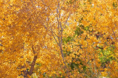 Sonbaharda ormandaki kavak dallarının ayrıntıları. Dallar güneşte parlayan altın yapraklarla dolu..