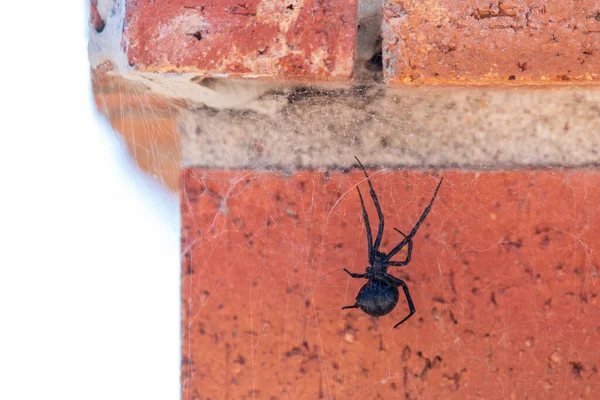 Close-up shot of a black widow spider hanging from its web on the corner of a red brick wall.