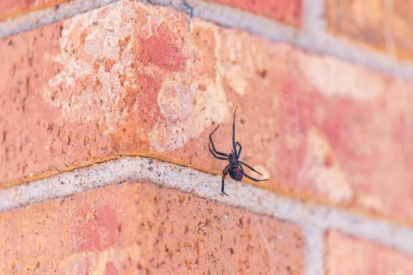 A black widow spider hangs from its web on a brick wall. The characteristic red hourglass marking is visible on the spiders abdomen.