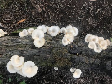 Yerde beyaz mantarlar