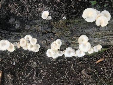 Ağaçta büyüyen mantarlar