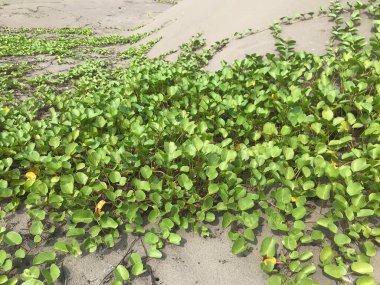 Çimenli ve taşlı deniz suyu
