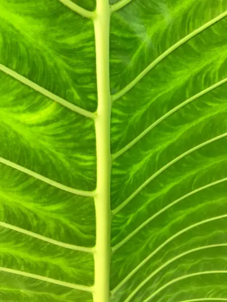 Yeşil yaprak dokusu arkaplanını kapat