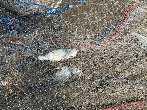 Sahilde balık ağı
