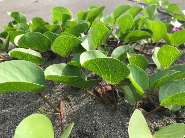 Yerde yeşil yapraklar