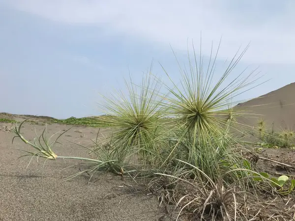 Çölün güzel manzarası