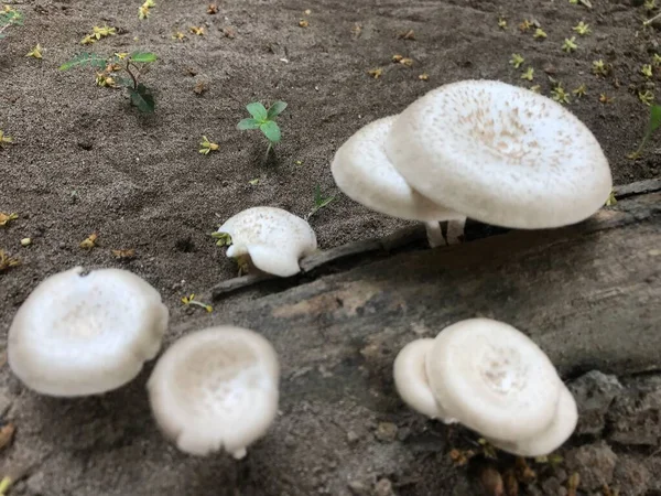 Güzel bir mantarın yakın plan çekimi.