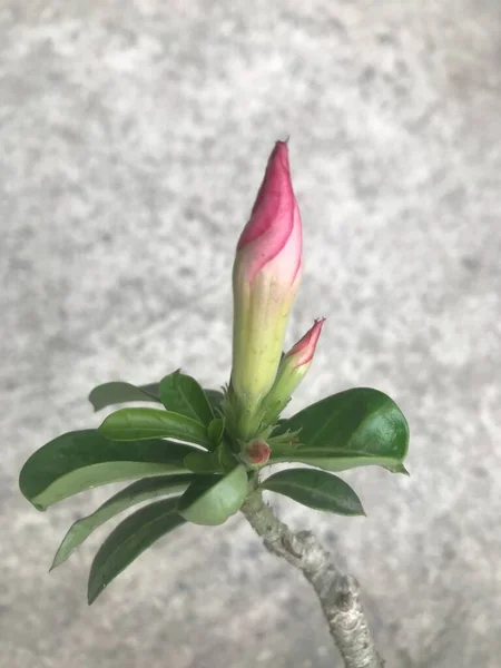 Güzel botanik fotoğrafı, doğal duvar kağıdı.