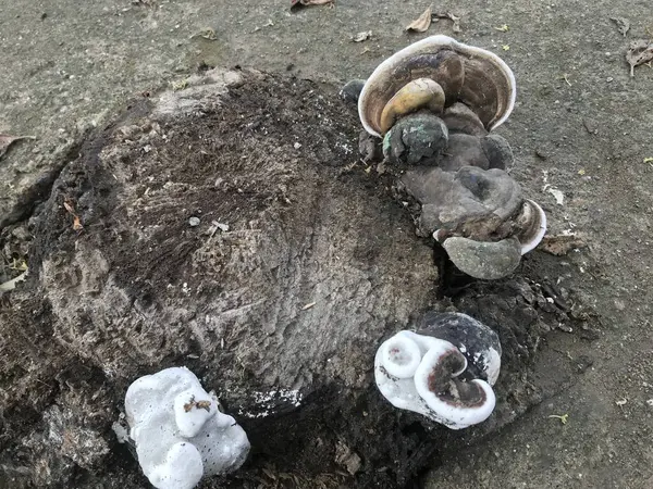 Ölü bir deniz kabuğuna yakın.