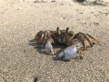 Kumda bir yengecin yakın plan çekimi.