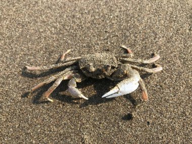 Sahilde yengeç