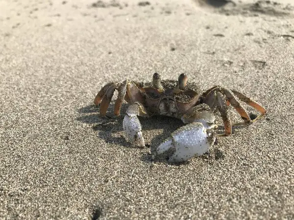 Kumda bir yengecin yakın plan çekimi.
